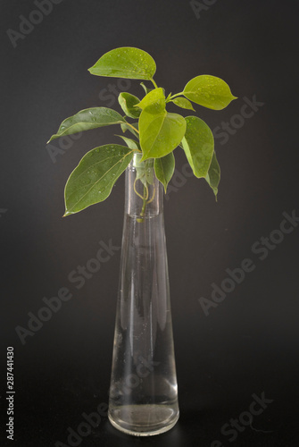 Cinnamomum camphora in studio photo