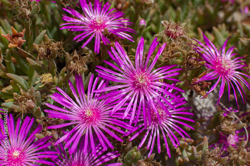 Mesembriatemo.  The mesembriantemo is a small succulent plant that forms compact or hanging bearings and, during flowering, covered with bright colors. photo