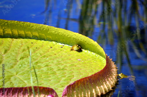 frong on water lily photo