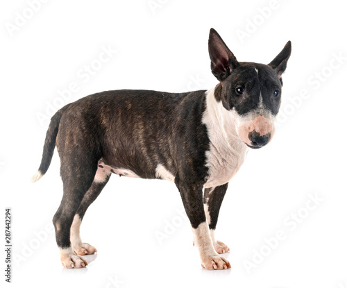 miniature bull terrier in studio