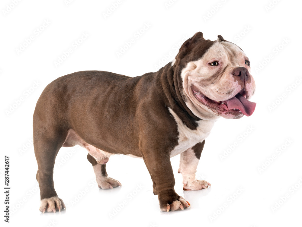 american bully american bully
