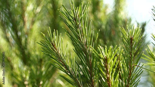 Pine Needles Macro Close Up 4K Video