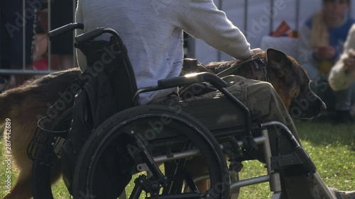 Disabled man with his service dog on a walk outdoors. Man in wheelchair and guide dog. shepherd breed