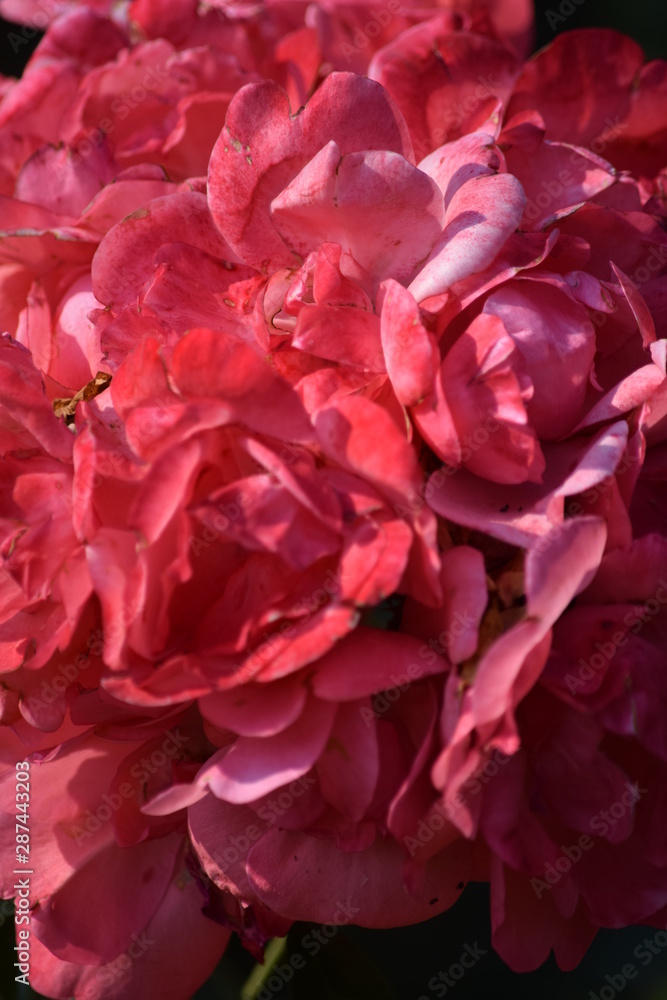 flowers flowers