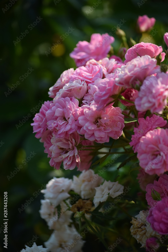 Fototapeta premium flowers