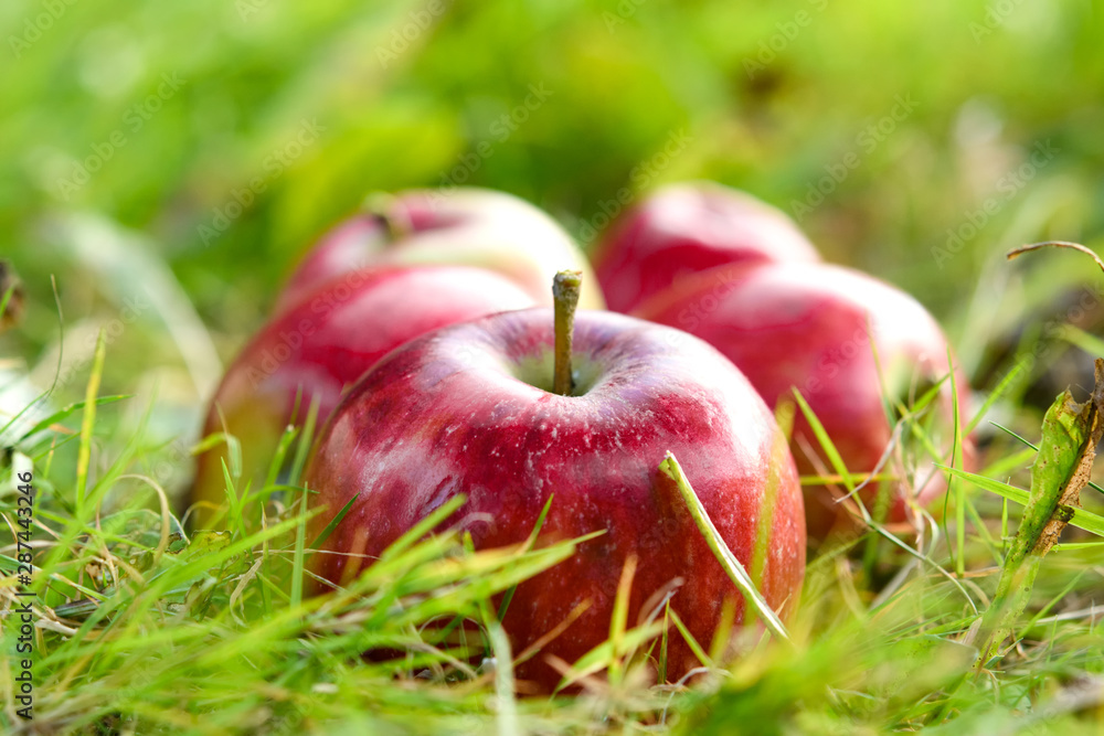 freshly picked healthy organic apples on green grass. autumn harvest