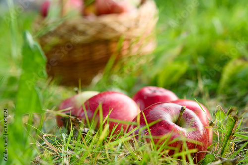 freshly picked healthy organic apples on green grass. autumn harvest