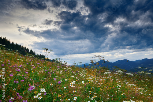 Beautiful summer sunset and landscape - wildflowers on hills in the evening. Meadow or grassland. Carpathian mountains. Ukraine. Europe. Travel background.