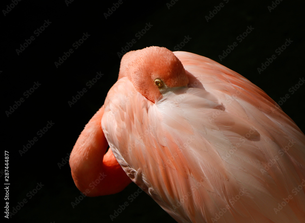 Bird, flamingo