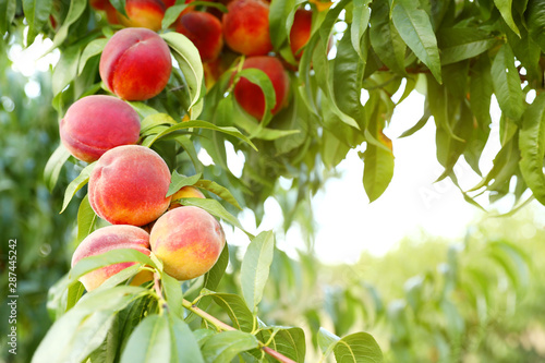 Fresh ripe peaches on tree in garden