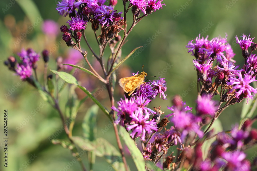 Naklejka premium butterfly on flower