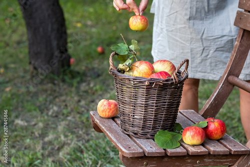 A basket with apples on a garden chair