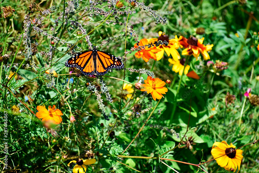 Monarch Butterfly in a Wildflower Field Monarch Butterfly in a Wildflower Field
