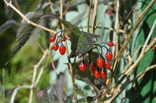  A bush of red berries near old green boards