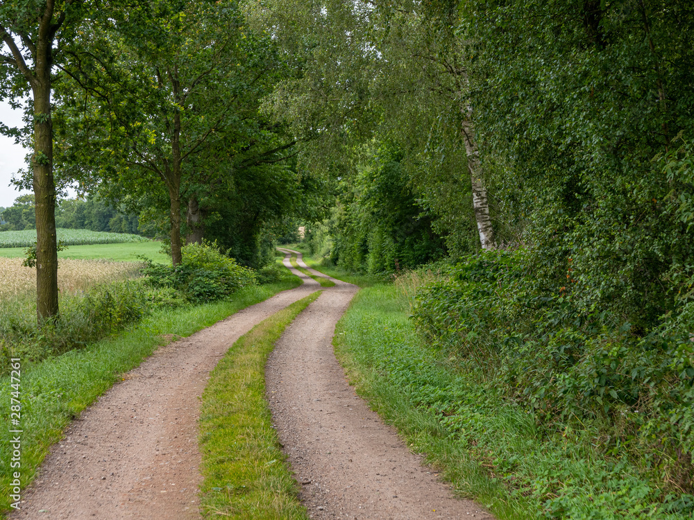 Waldweg Waldweg