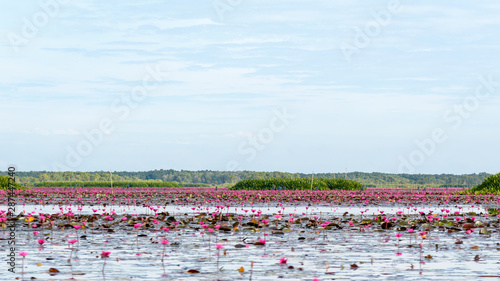Lotus pond at Thale Noi Waterfowl Reserve Park