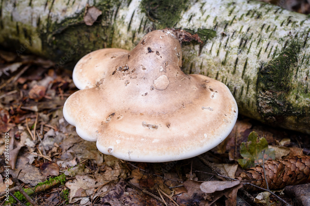 Fototapeta premium Fomitopsis betulina, previously Piptoporus betulinus, known as the birch polypore, birch bracket, or razor strop