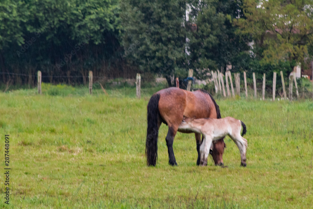Fototapeta premium horse grazing and enjoying the mountain in the Basque country