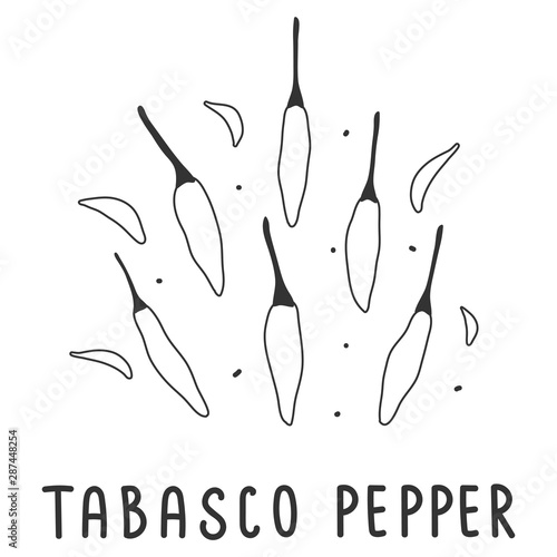 hand drawn vector illustration of various kinds of pepper vegetable. Simple linear handdrawn drawing of tabasco hot pepper sort. Cooking ingredient isolated element in sketch style.