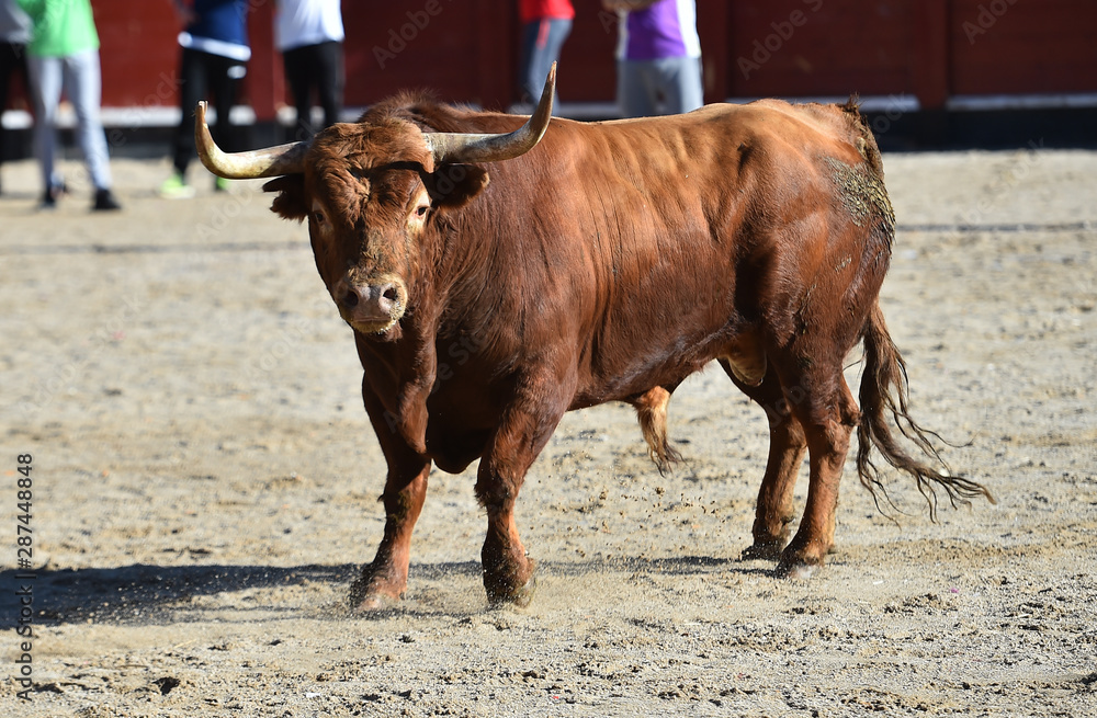 bull in spain in traditional spectacle bull in spain in traditional spectacle
