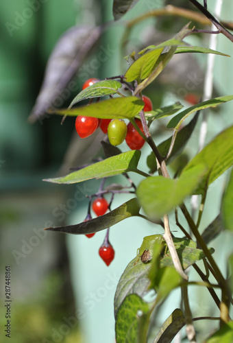 A bush of red berries near old green boards
