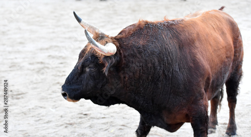 bull in spain in traditional spectacle