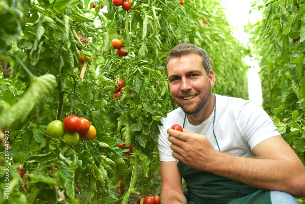 Bauer im Gewächshaus bei der Ertne von reifen Tomaten und Kostprobe // Farmer in the greenhouse harvesting ripe tomatoes and tasting - obrazy, fototapety, plakaty 