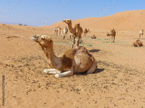 Dromedary at  Camelus dromedarius  Wahiba Sands  Rimal Al Wahiba  Ramlat al Wahiba  Wahiba Sands  Scharqiyya Sands  Sultanate of Oman