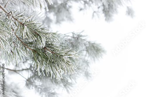Rimed pine branch with hoarfrost on white fogged snow background, beautiful christmas and new year frame for your design, winter holidays and nature concept