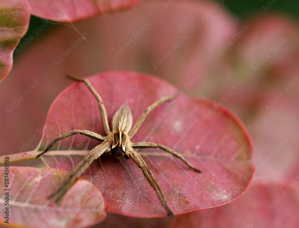 SpiderII
