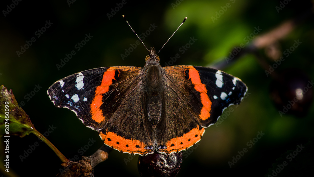 Red Admiral Butterfly in the cherry tree Red Admiral Butterfly in the cherry tree