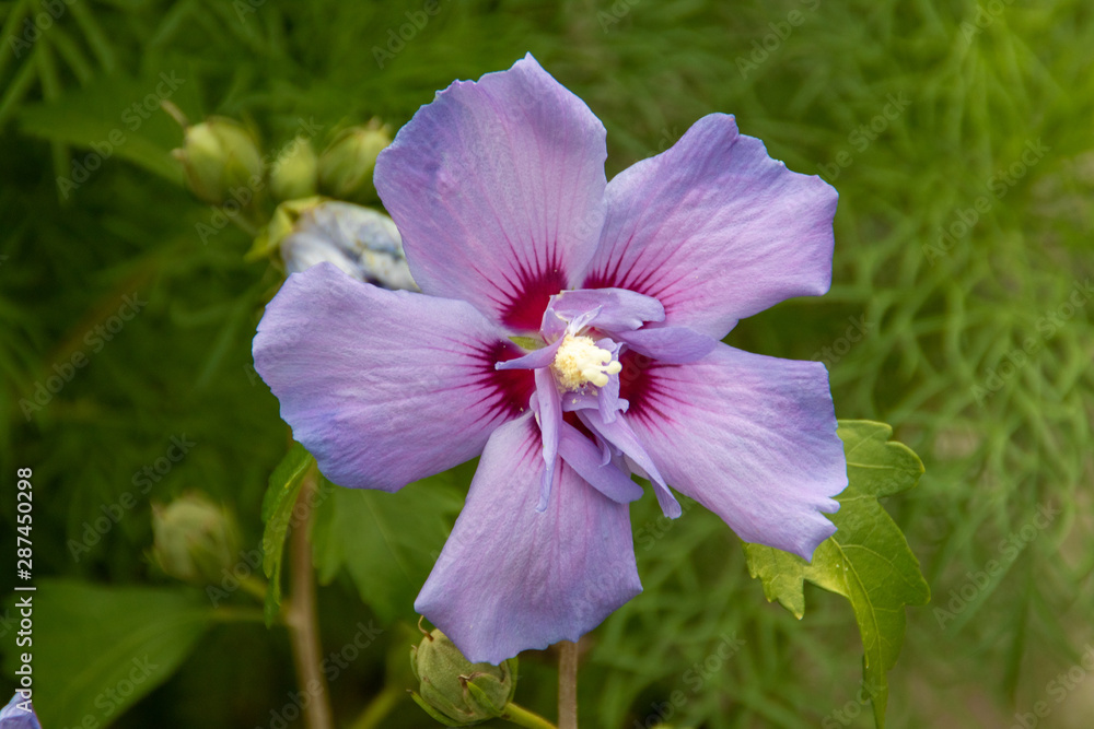 Hybiscus Hybiscus