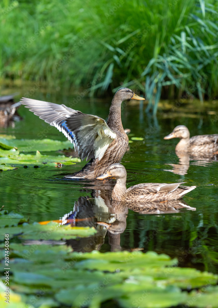 Fototapeta premium Ente im Teich im Seeleger Moor
