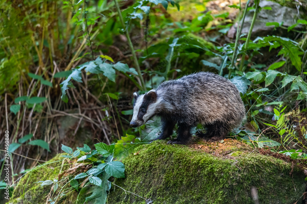 Naklejka premium Badger in forest creek. European badgerforest swimming in the water, animal in the nature forest habitat, Germany, central Europe. Wildlife scene from nature. Mammal in the water. (Meles meles)