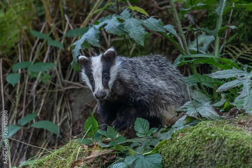 Badger in forest creek. European badgerforest swimming in the water, animal in the nature forest habitat, Germany, central Europe. Wildlife scene from nature. Mammal in the water. (Meles meles) © vaclav