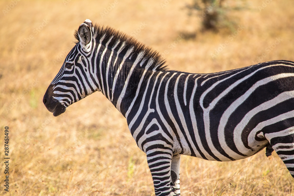 A beautiful zebras looking left in the Masai Mara. Kenya A beautiful zebras looking left in the Masai Mara. Kenya