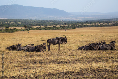 A group of wildebeest in the Masai Mara. Kenya © unai