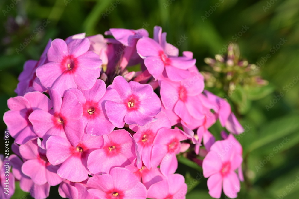 flowers brooklyn botanical garden