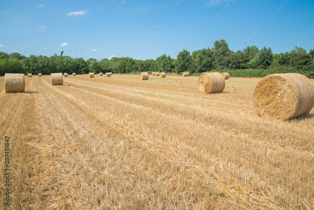 Fototapeta premium Hay sheaf in the farmland outside Milan, Italy
