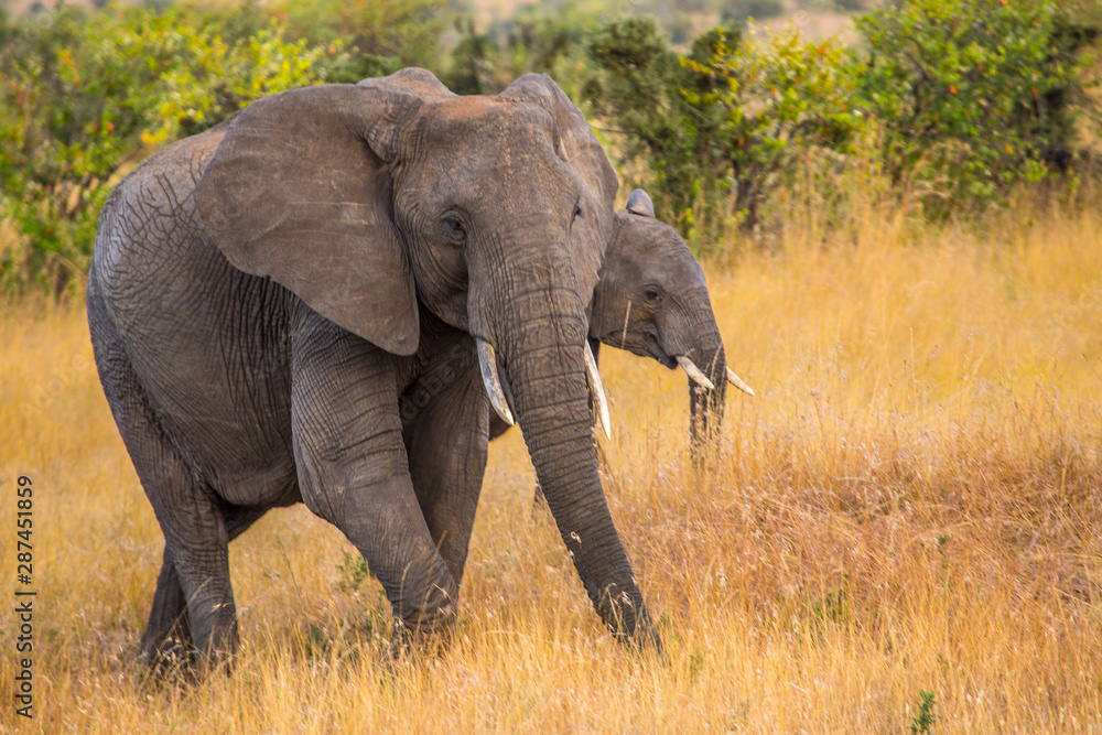 An elephant in the Masai Mara. Kenya...