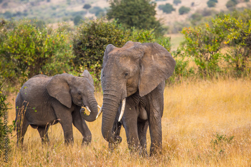 An elephant and daughter looking at each other in the Masai Mara. Kenya