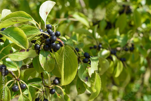Wild black berry fruit growing outside naturally on a bush in the countryside