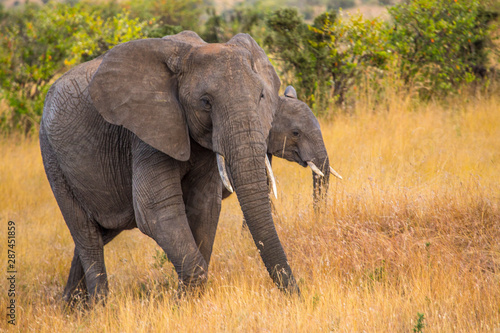 An elephant in the Masai Mara. Kenya...