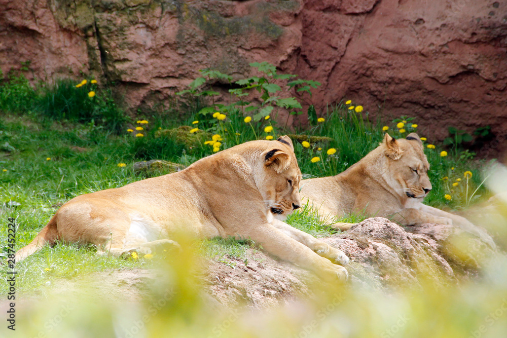 zwei junge Berberlöwen Panthera leo leo Jungtiere zwei junge Berberlöwen Panthera leo leo Jungtiere