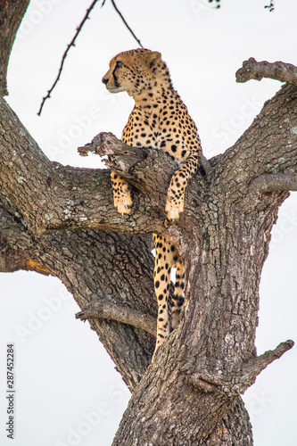 A cheetah on top of a tree looking left in the Masai Mara. Kenya