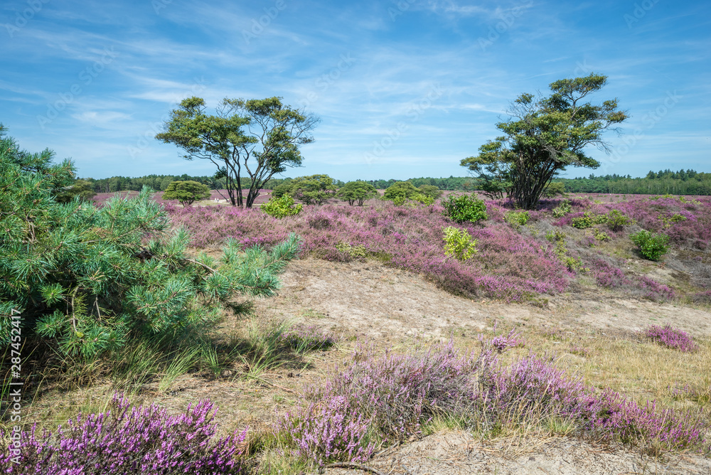 Scenic view of a moor landscape with purple to violet flowering heather and lone trees Scenic view of a moor landscape with purple to violet flowering heather and lone trees