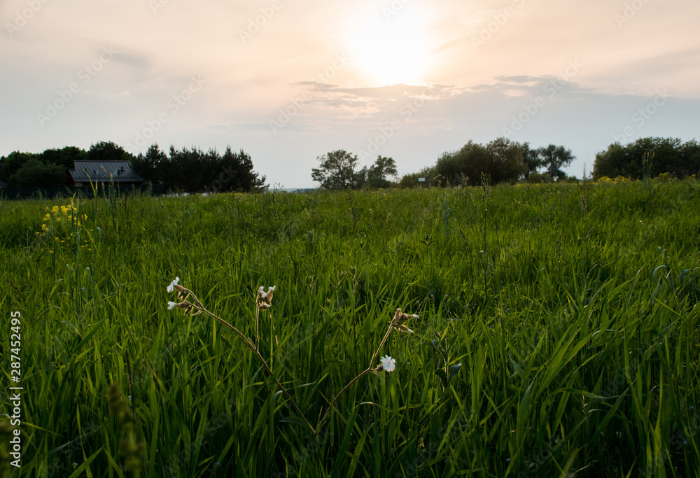 green grass and sky green grass and sky