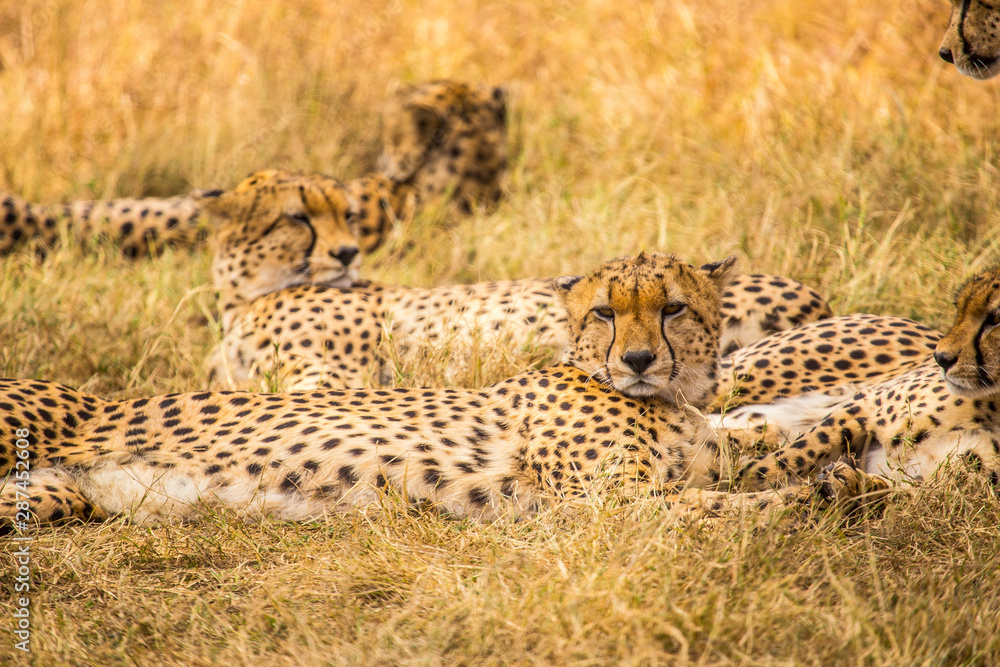 Naklejka premium The family of cheetahs called the five musketeers looking at the camera in the Masai Mara. Kenya