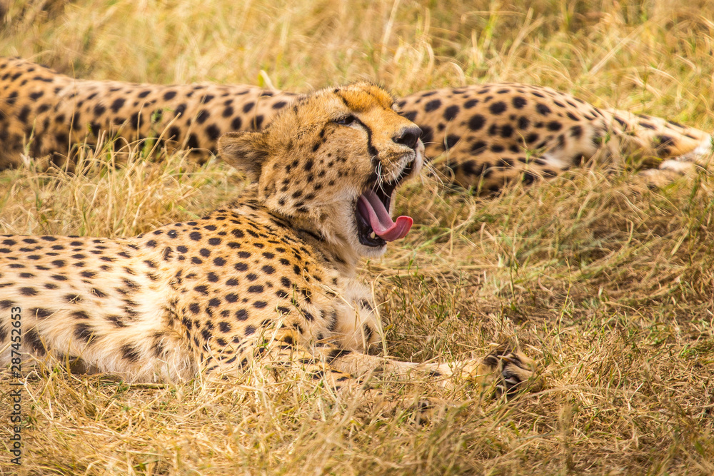 A cheetah yawning in the Masai Mara. Kenya A cheetah yawning in the Masai Mara. Kenya