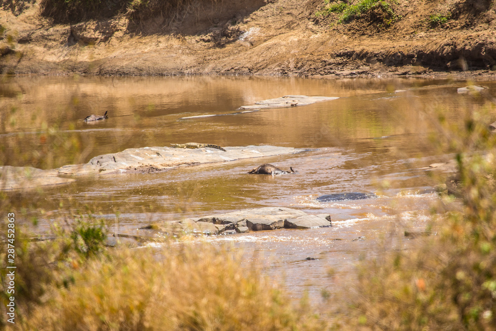 The river and complicated place of passage for the wildebeest in the Masai Mara. Kenya The river and complicated place of passage for the wildebeest in the Masai Mara. Kenya